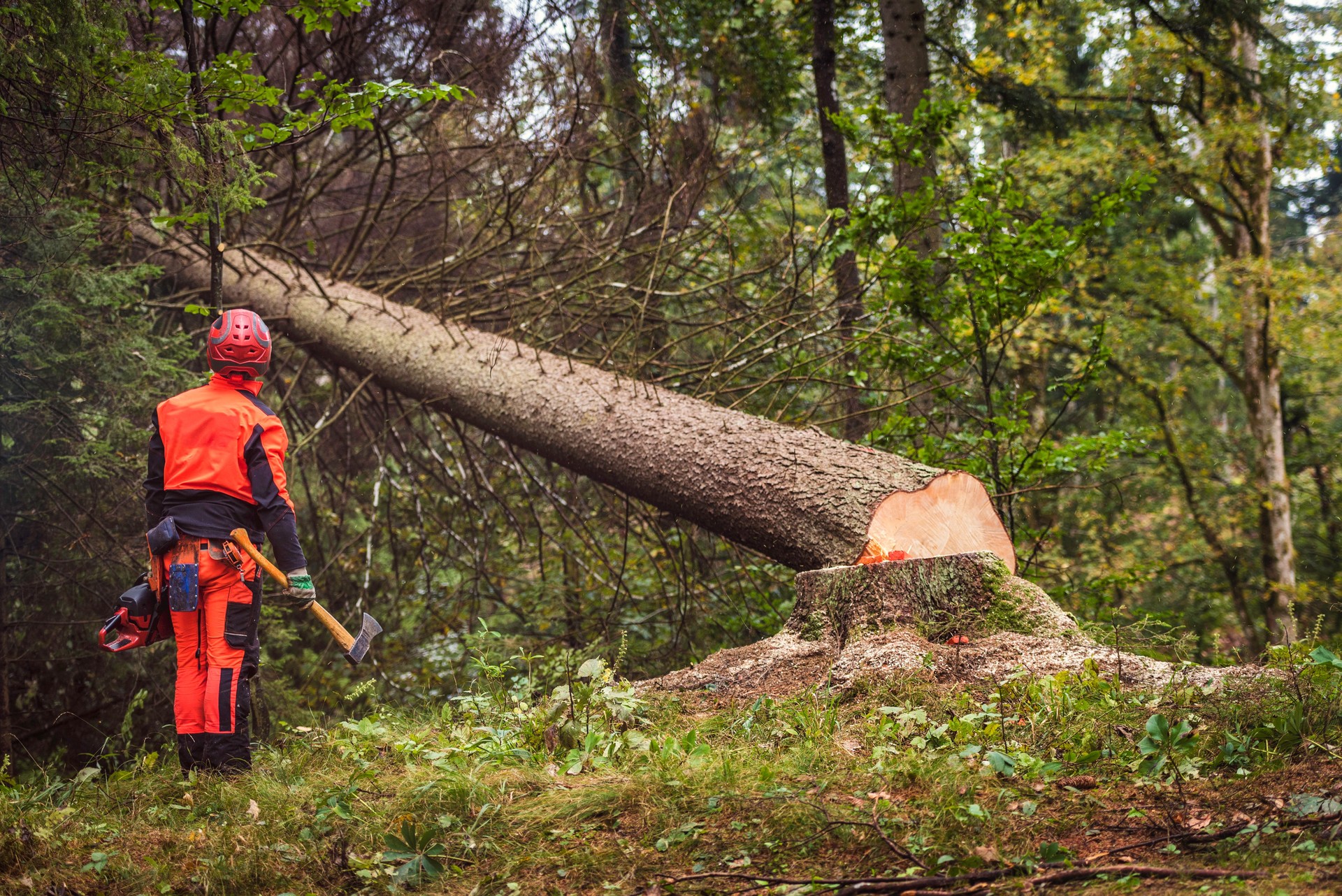 Lumberjack looking a fallen tree in the woods