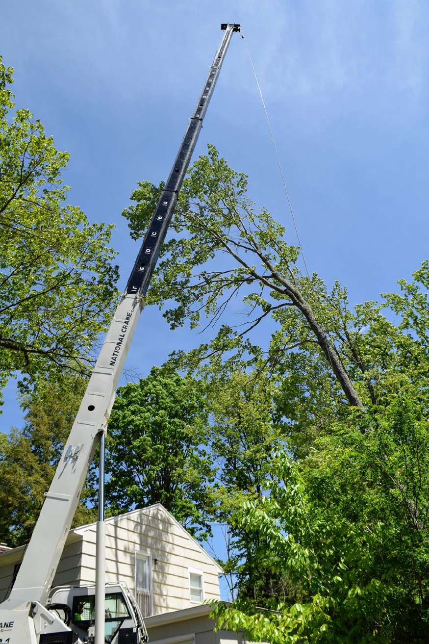 Crane assisted tree removal lifting large tree sections safely over a property