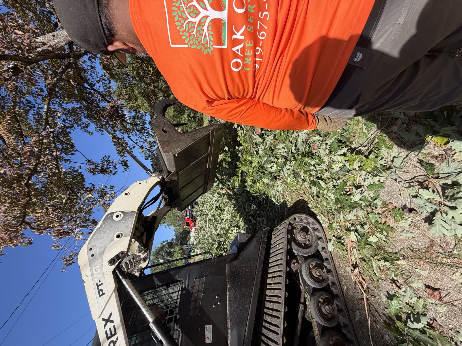 Tree service project gallery image 1