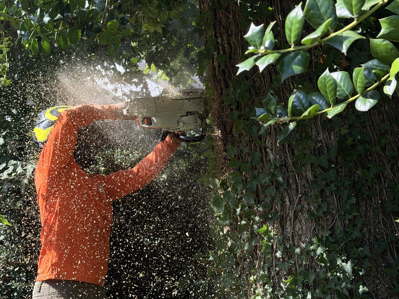 Tree service project gallery image 2