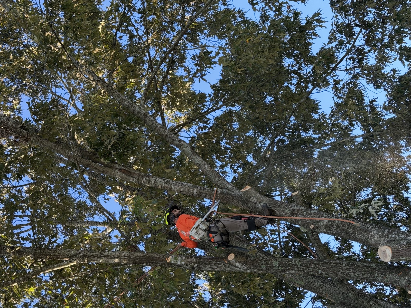 Tree service project gallery image 3