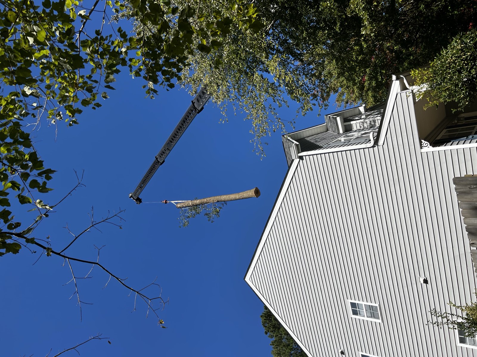 Tree service project gallery image 5