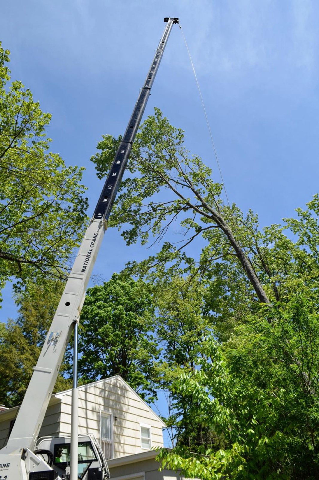 Crane assisted tree removal in Raleigh NC