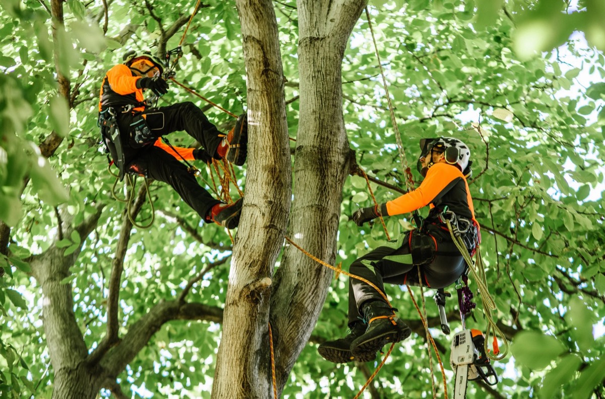 Tree trimming and pruning in Raleigh NC