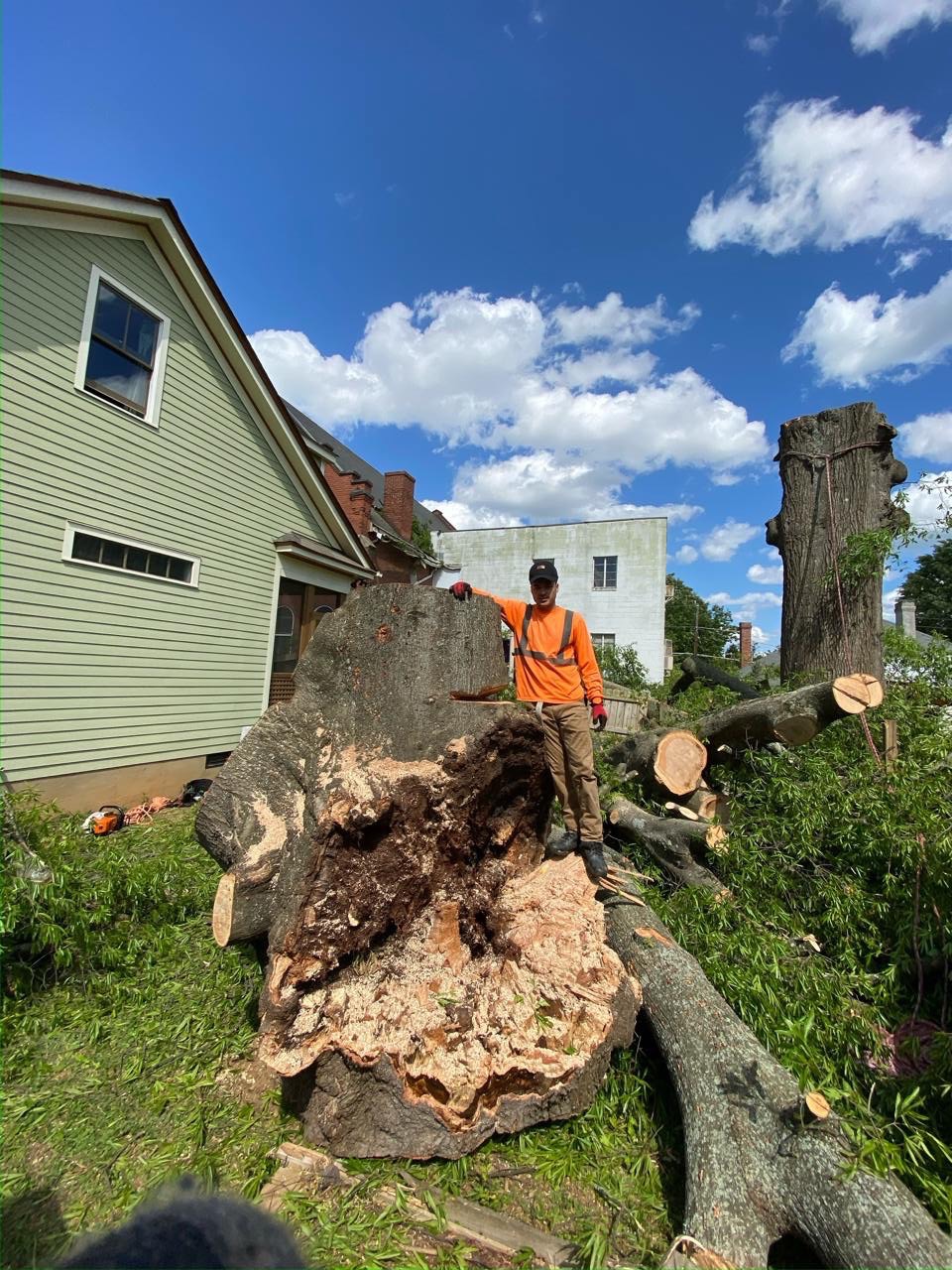 Oak City Tree Services crew member working on a large tree removal