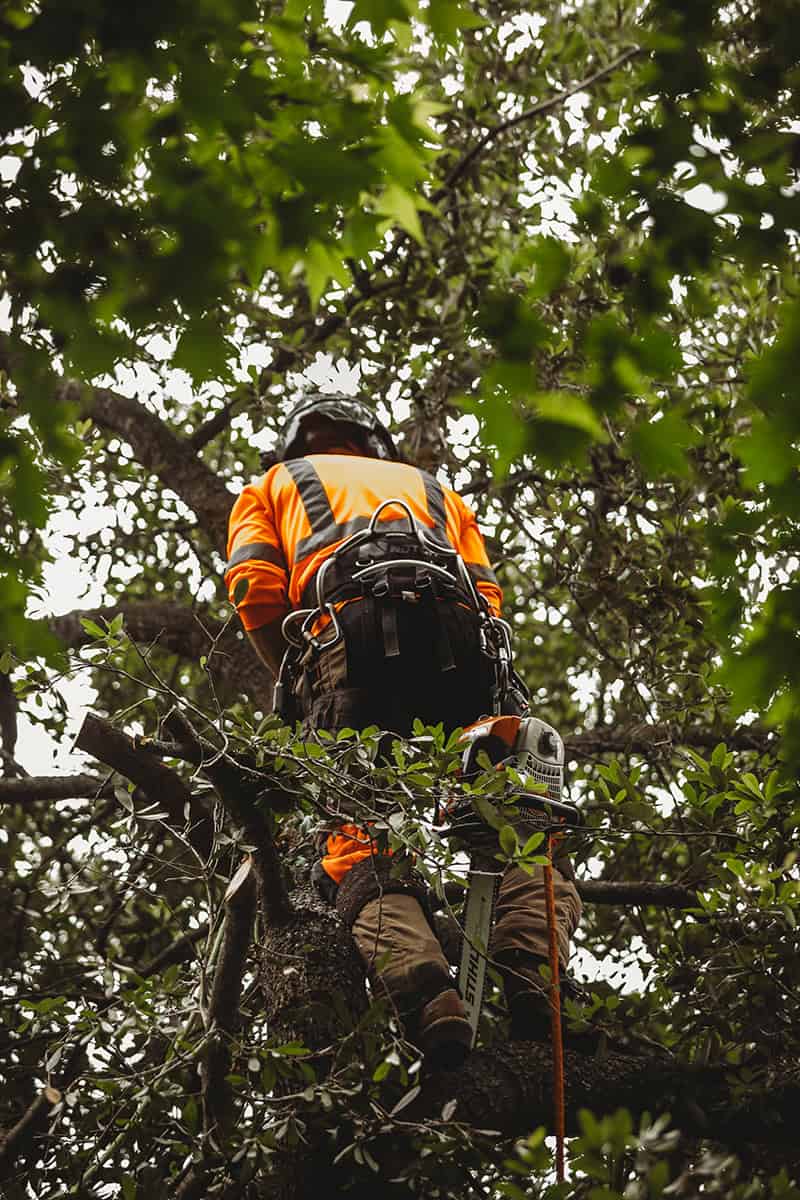 Professional arborist with chainsaw and safety gear climbing a tall tree for removal