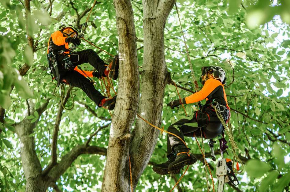 Two professional arborists with safety harnesses trimming branches high in a tree canopy